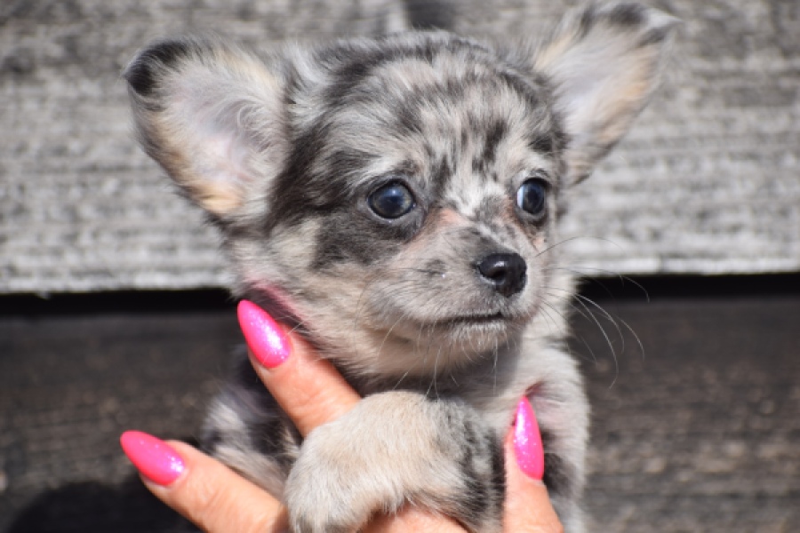 Chihuahua (teef) 39392