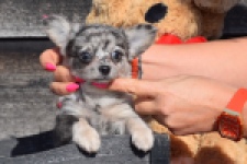 Chihuahua (teef) 39392