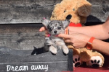 Chihuahua (teef) 39392