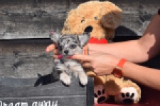 Chihuahua (teef) 39392