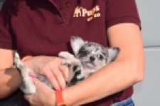 Chihuahua (teef) 39392