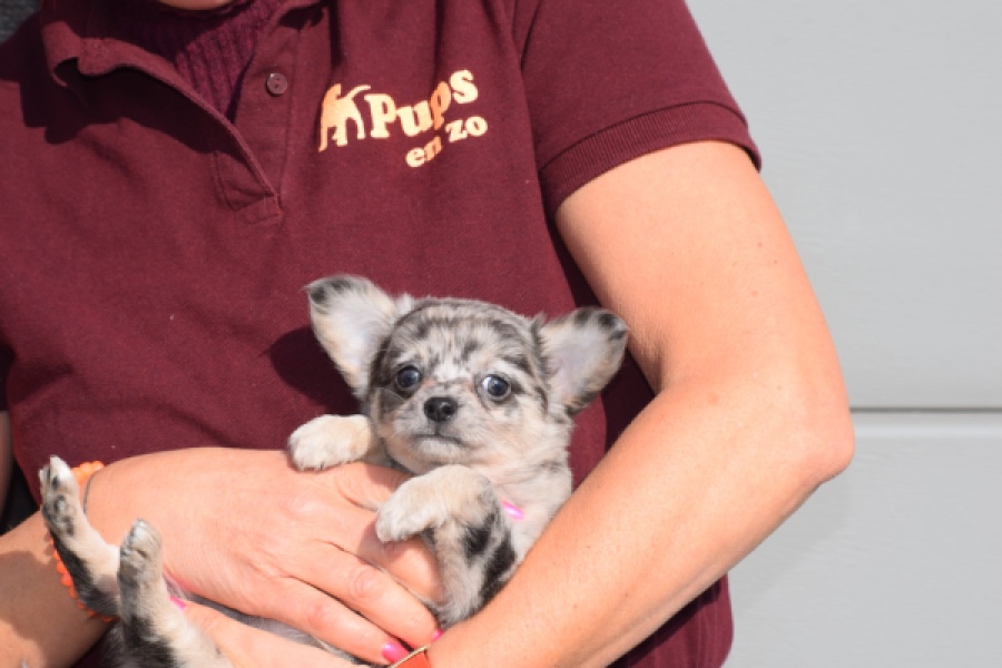 Chihuahua (teef) 39392