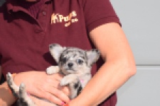 Chihuahua (teef) 39392