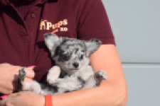 Chihuahua (teef) 39392