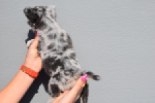 Chihuahua (teef) 39392