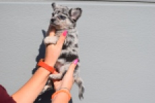 Chihuahua (teef) 39392