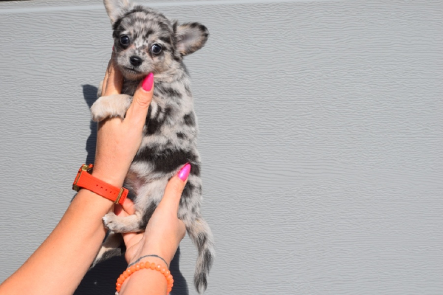 Chihuahua (teef) 39392