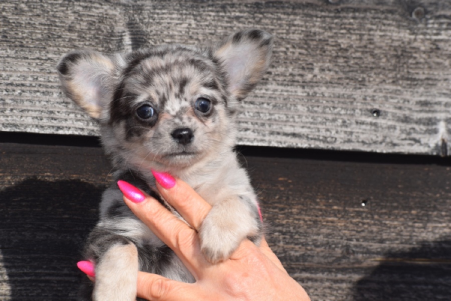 Chihuahua (teef) 39392