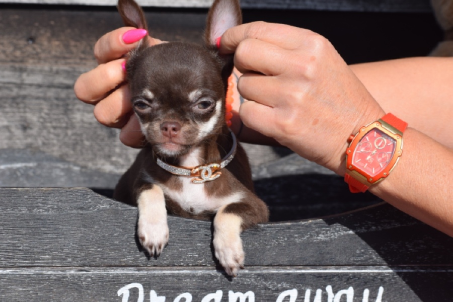 Chihuahua (teef) 24722