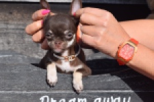 Chihuahua (teef) 24722