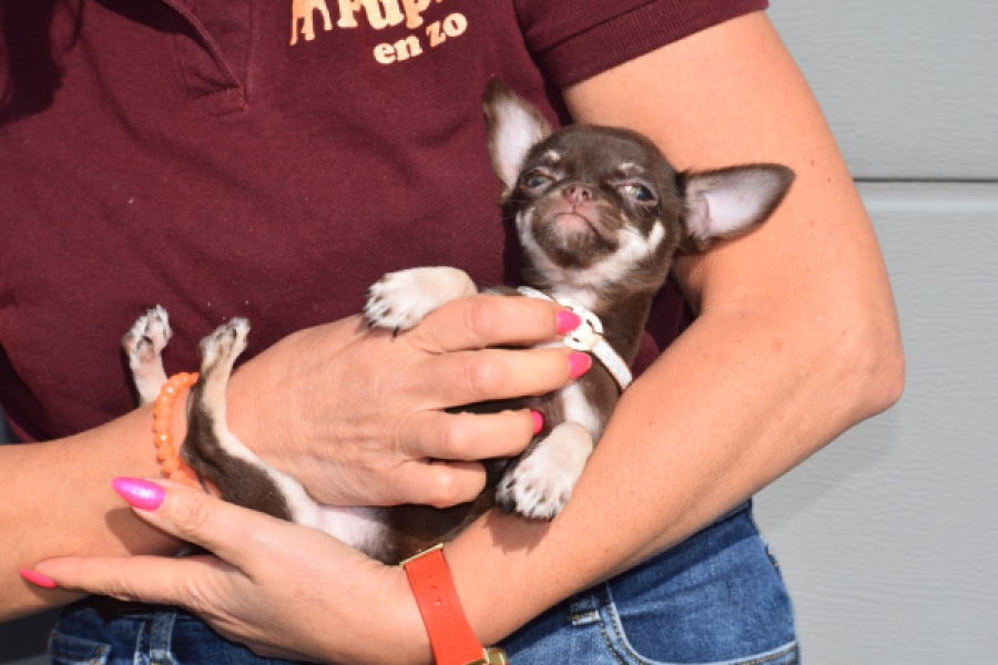 Chihuahua (teef) 24722