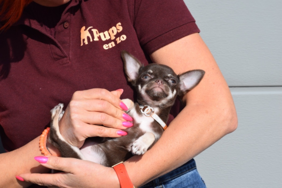 Chihuahua (teef) 24722