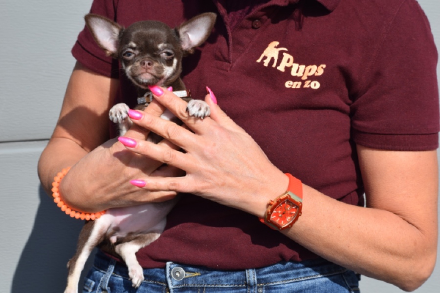 Chihuahua (teef) 24722