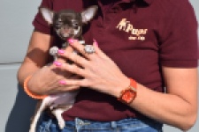 Chihuahua (teef) 24722