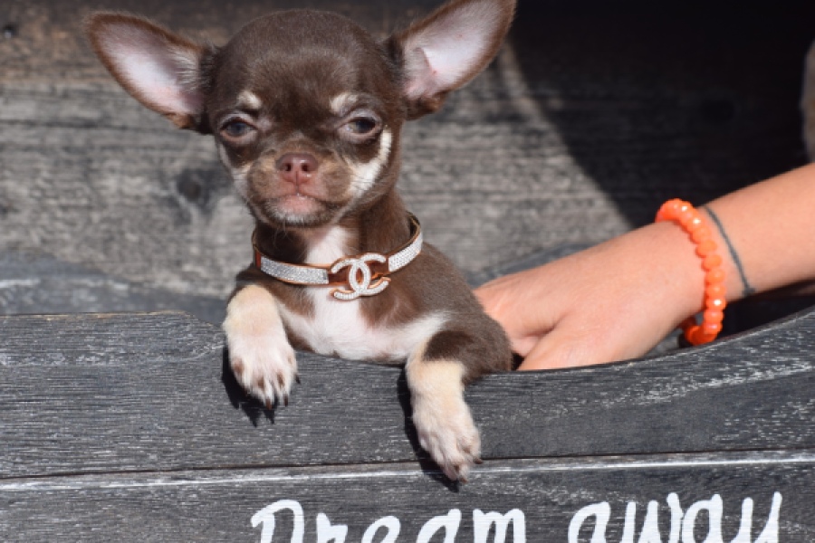 Chihuahua (teef) 24722