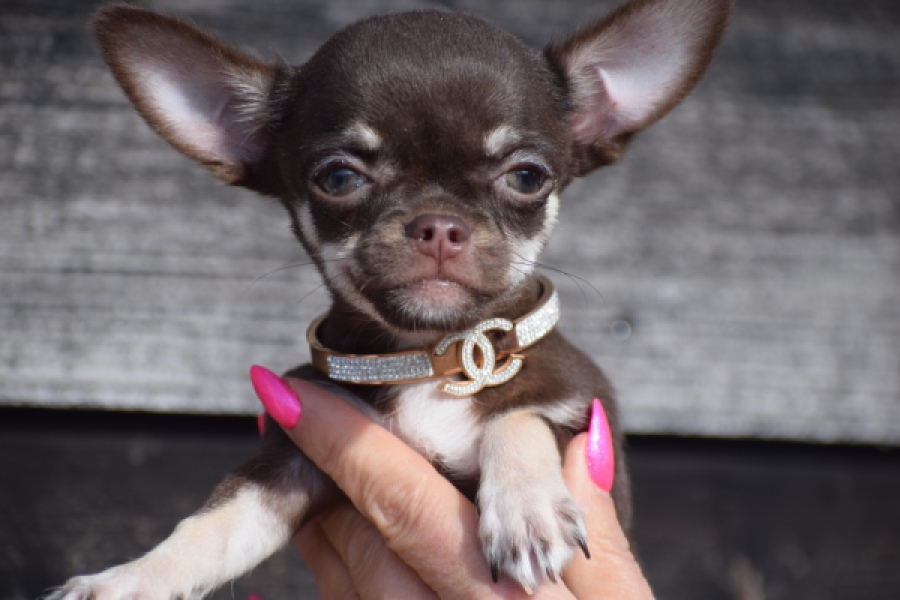 Chihuahua (teef) 24722