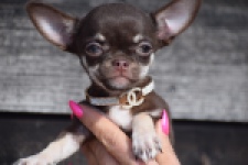 Chihuahua (teef) 24722