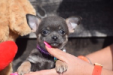 Chihuahua (teef) 39400