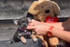 Chihuahua (teef) 39400