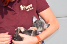 Chihuahua (teef) 39400