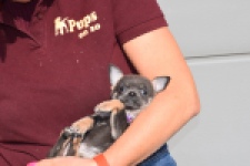 Chihuahua (teef) 39400