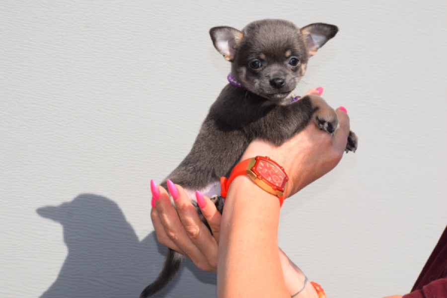 Chihuahua (teef) 39400