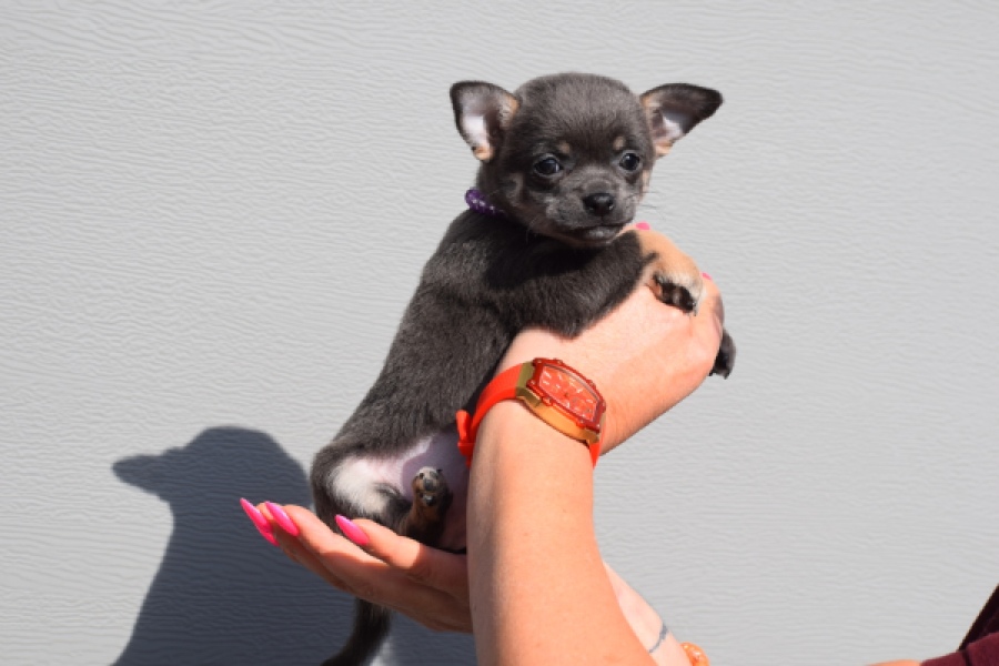 Chihuahua (teef) 39400