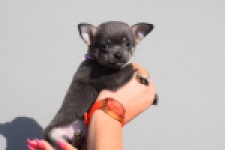 Chihuahua (teef) 39400