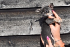 Chihuahua (reu) 39396