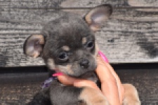 Chihuahua (reu) 39396