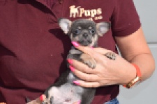 Chihuahua (reu) 39396