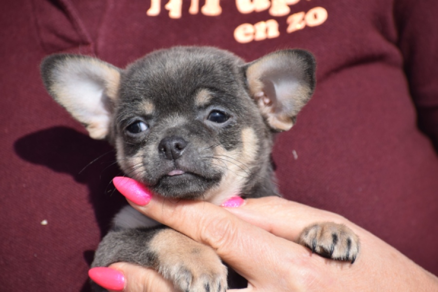 Chihuahua (reu) 39396