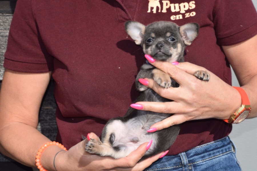 Chihuahua (reu) 39396