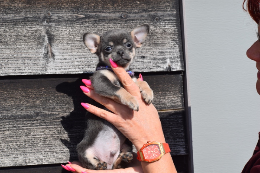 Chihuahua (reu) 39396