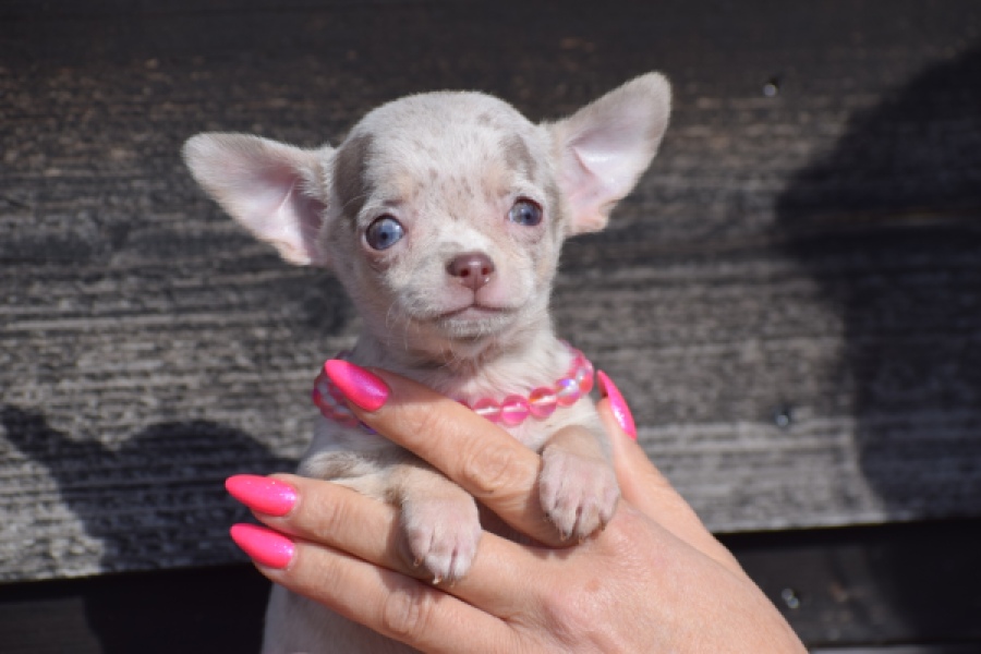 Chihuahua (teef) 39388