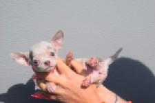 Chihuahua (teef) 39388