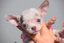 Chihuahua (teef) 39388