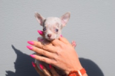 Chihuahua (teef) 39388