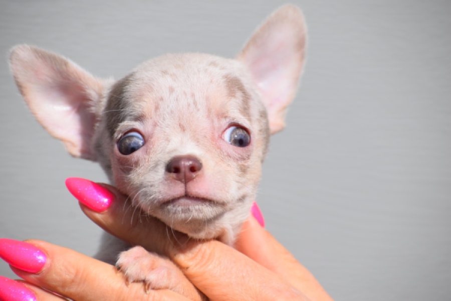 Chihuahua (teef) 39388