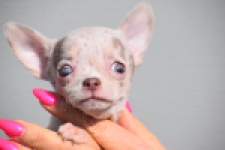 Chihuahua (teef) 39388