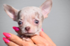 Chihuahua (teef) 39388