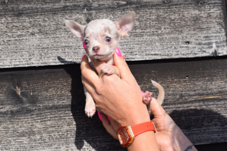 Chihuahua (teef) 39388