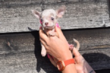 Chihuahua (teef) 39388