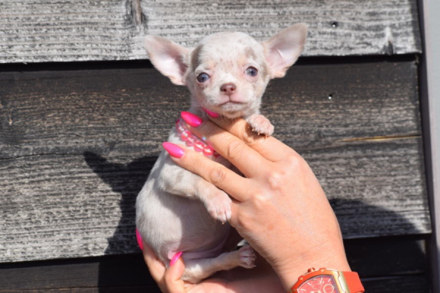 Chihuahua (teef) 39388