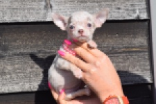 Chihuahua (teef) 39388