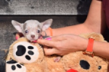 Chihuahua (teef) 39388