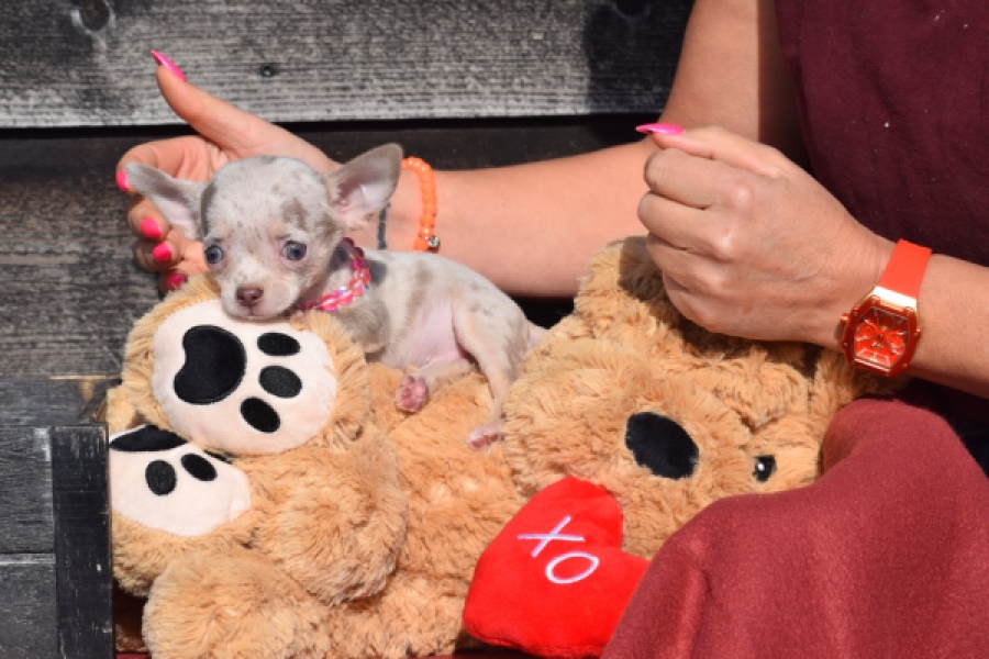 Chihuahua (teef) 39388