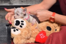 Chihuahua (teef) 39388