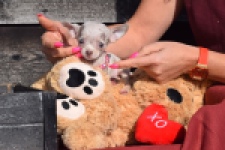 Chihuahua (teef) 39388