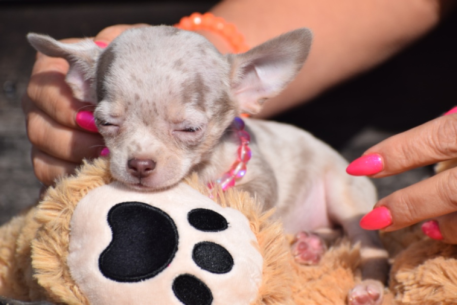 Chihuahua (teef) 39388